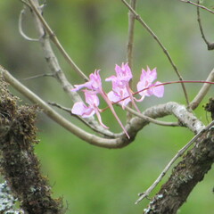 Comparettia macroplectron