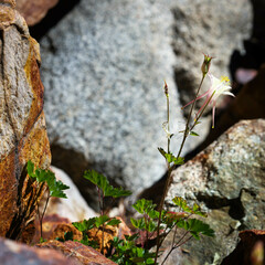 Aquilegia pubescens