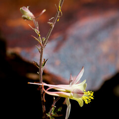 Aquilegia pubescens
