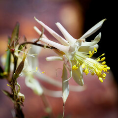 Aquilegia pubescens