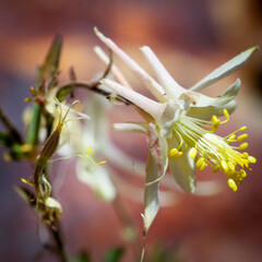 Aquilegia pubescens