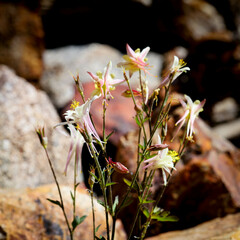 Aquilegia pubescens