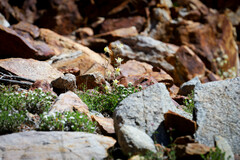 Aquilegia pubescens