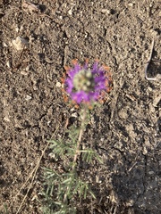Dalea compacta