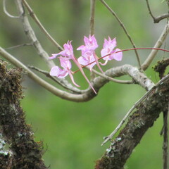 Comparettia macroplectron