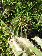 Echinopsis oxygona