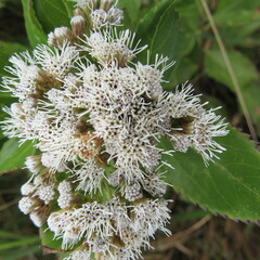 Ageratina tinifolia