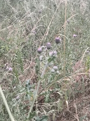 Cirsium arvense