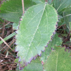 Ageratina tinifolia