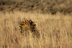 Aloe broomii