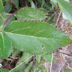 Ageratina tinifolia