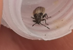 Lygaeidae