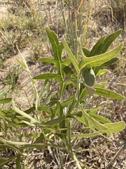 Silphium albiflorum