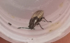 Lygaeidae