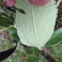 Ageratina tinifolia