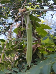 Canavalia septentrionalis