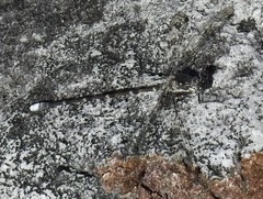 Ecchlorolestes peringueyi