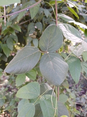 Canavalia septentrionalis