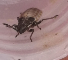 Lygaeidae