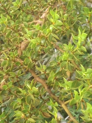 Nothofagus cliffortioides