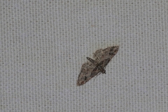 Gymnoscelis rufifasciata