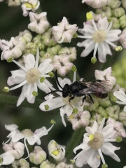 Sphecodes