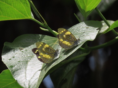 Dismorphia arcadia arcadia