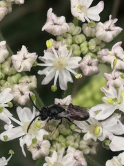 Sphecodes