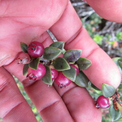 Disterigma alaternoides