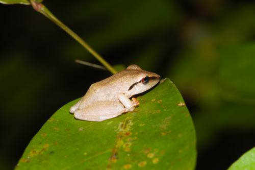Brownberg Robber Frog, Pristimantis chiastonotus