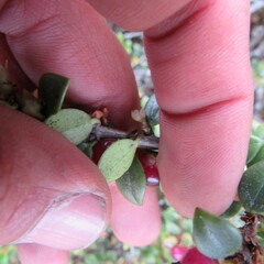 Disterigma alaternoides