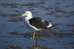 Larus dominicanus vetula
