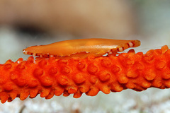 Aclyvolva lanceolata