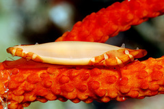 Aclyvolva lanceolata