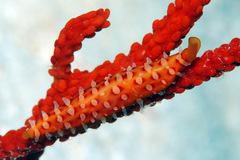 Aclyvolva lanceolata