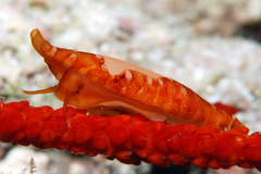 Aclyvolva lanceolata