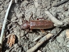 Arhopalus rusticus