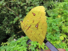 Phoebis neocypris rurina