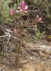 Orthocarpus cuspidatus