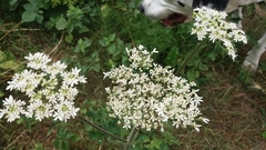 Heracleum sphondylium