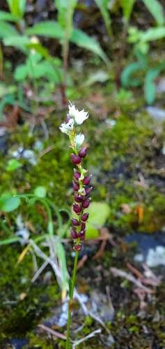 alpine bistort (Polygonum viviparum)