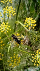 Austroscaeva melanostoma