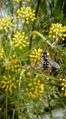 Austroscaeva melanostoma