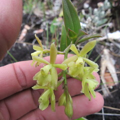 Epidendrum zipaquiranum