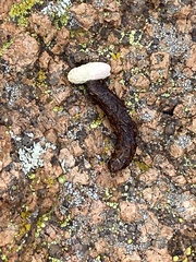Crotaphytus