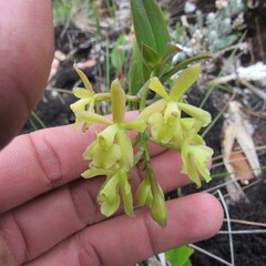 Epidendrum zipaquiranum