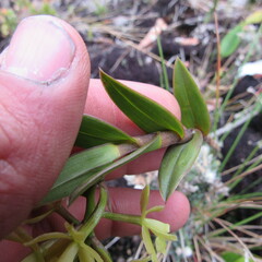 Epidendrum zipaquiranum