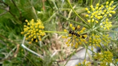 Allograpta neotropica