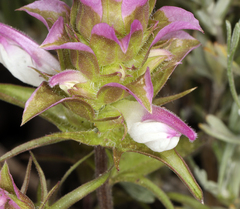 Orthocarpus cuspidatus