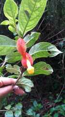 Drymonia coccinea